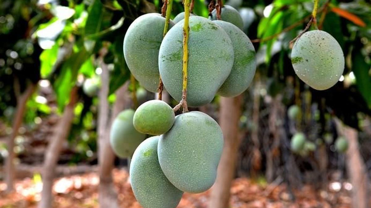 Adquieren 6.000 kilos de manga roja de La Palma para evitar desperdicio alimentario