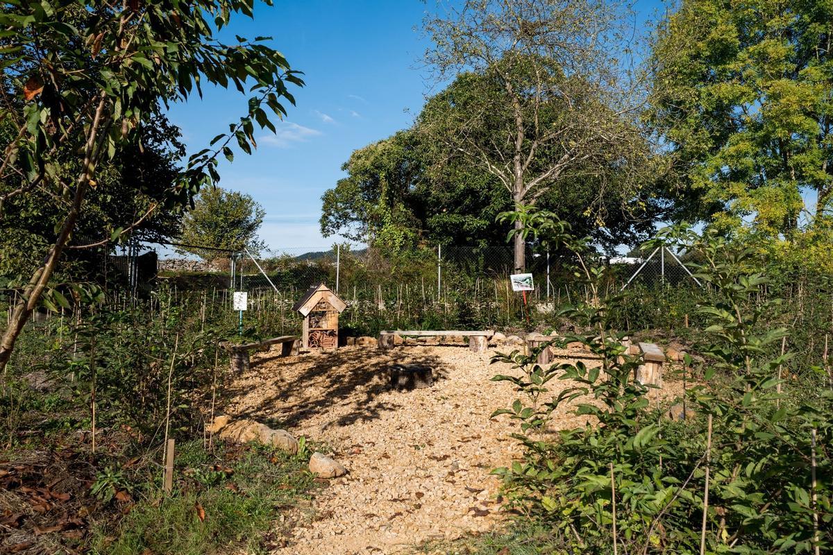 El bosque diseñado y creado en el recinto del colegio de Las Regueras.