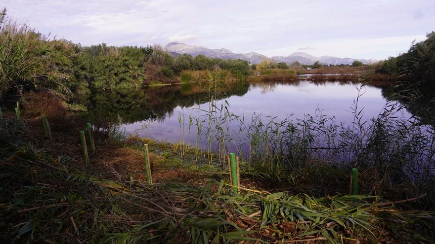 El Govern lleva a cabo la restauración ambiental de las lagunas asociadas a la depuradora de Binissalem