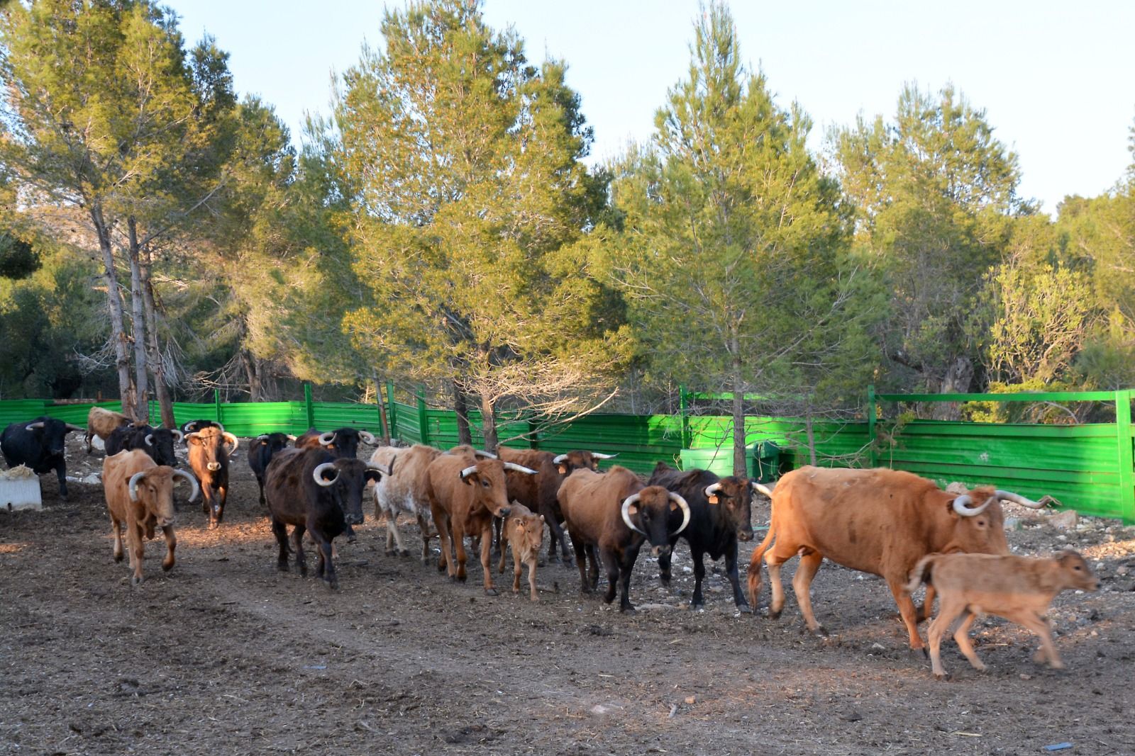 Naturaleza y plenitud: así viven los toros de la ganadería de Daniel Ramos