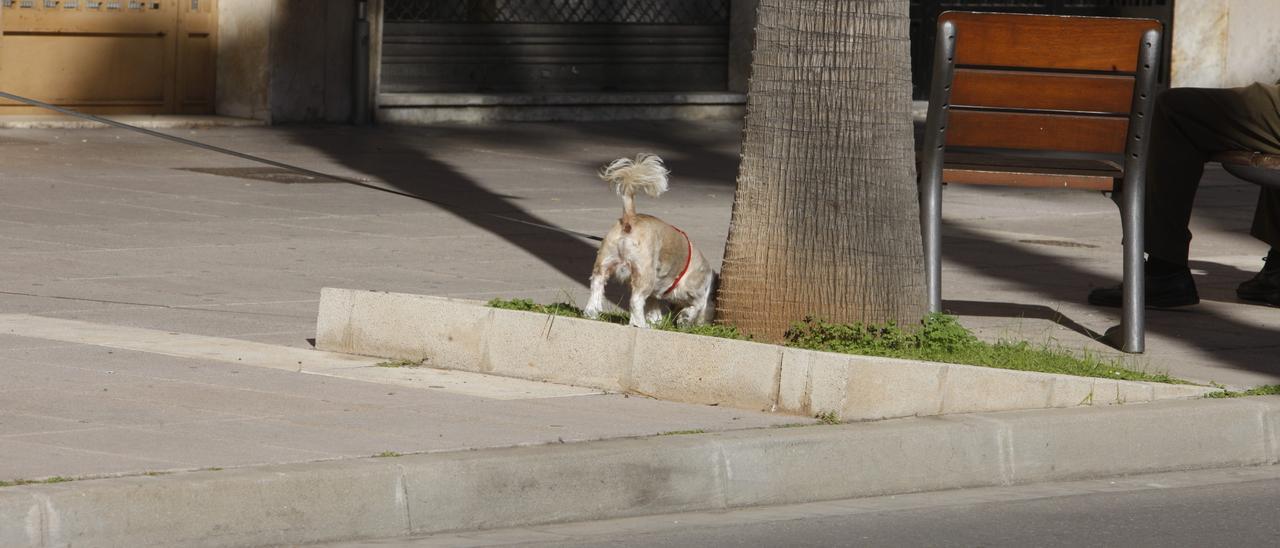 La edil quiere más control sobre las mascotas en Elche