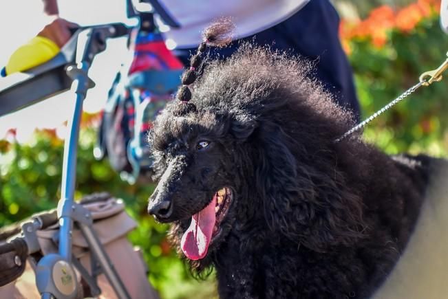 10/12/2016 MASPALOMAS. Feria de Mascotas Maspalomas 2016.Foto: SABRINA CEBALLOS