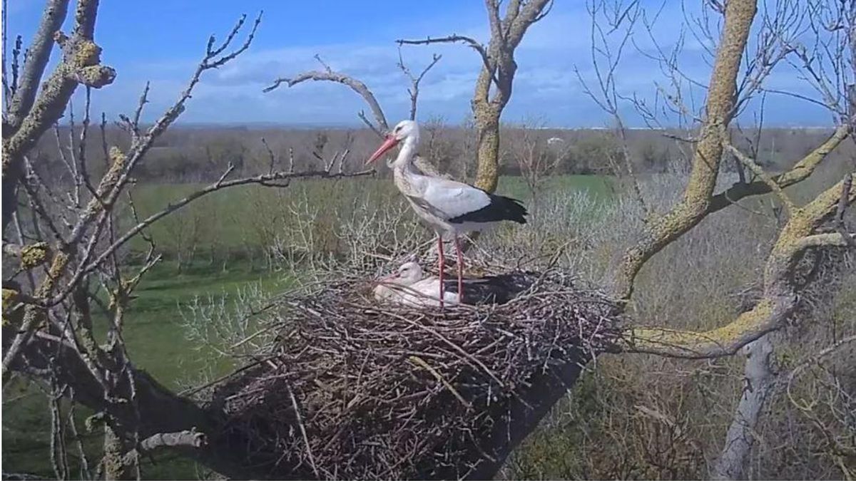 Detectado un caso de gripe aviaria en una cigüeña en el Parc Natural dels Aiguamolls del Empordà