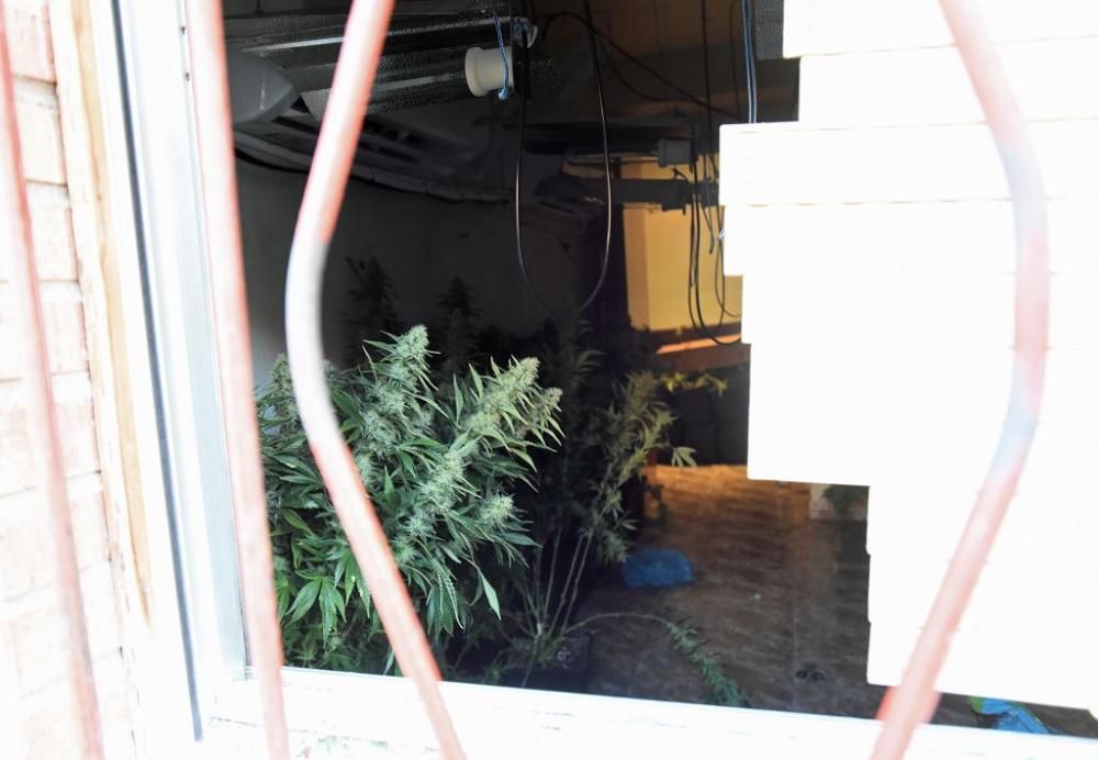 Hallan 300 plantas de marihuana en una casa del barrio del Infante de Murcia