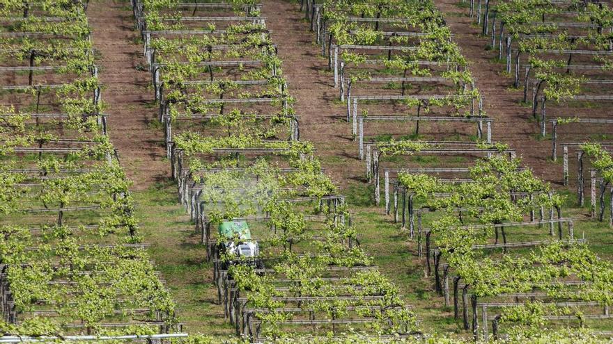 El viñedo afronta el periodo crítico de la floración con enormes alteraciones en su desarrollo fenológico