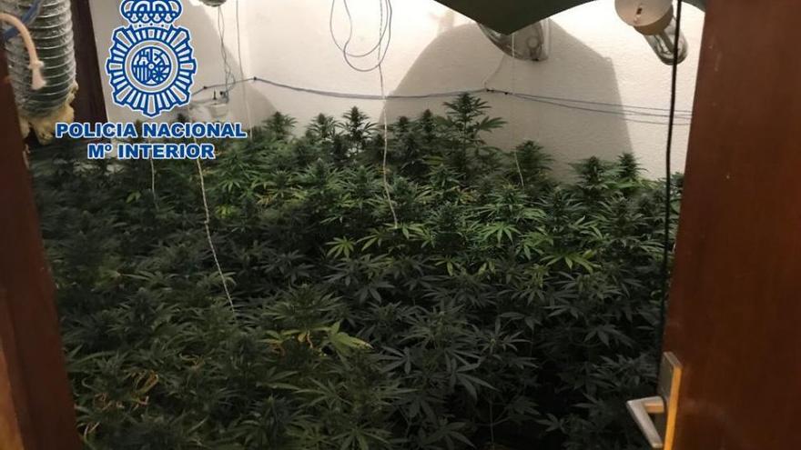 Cultivaba 300 plantas de marihuana en una alquería abandonada de Castellón