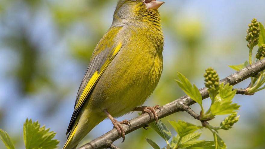 La función del canto de las aves