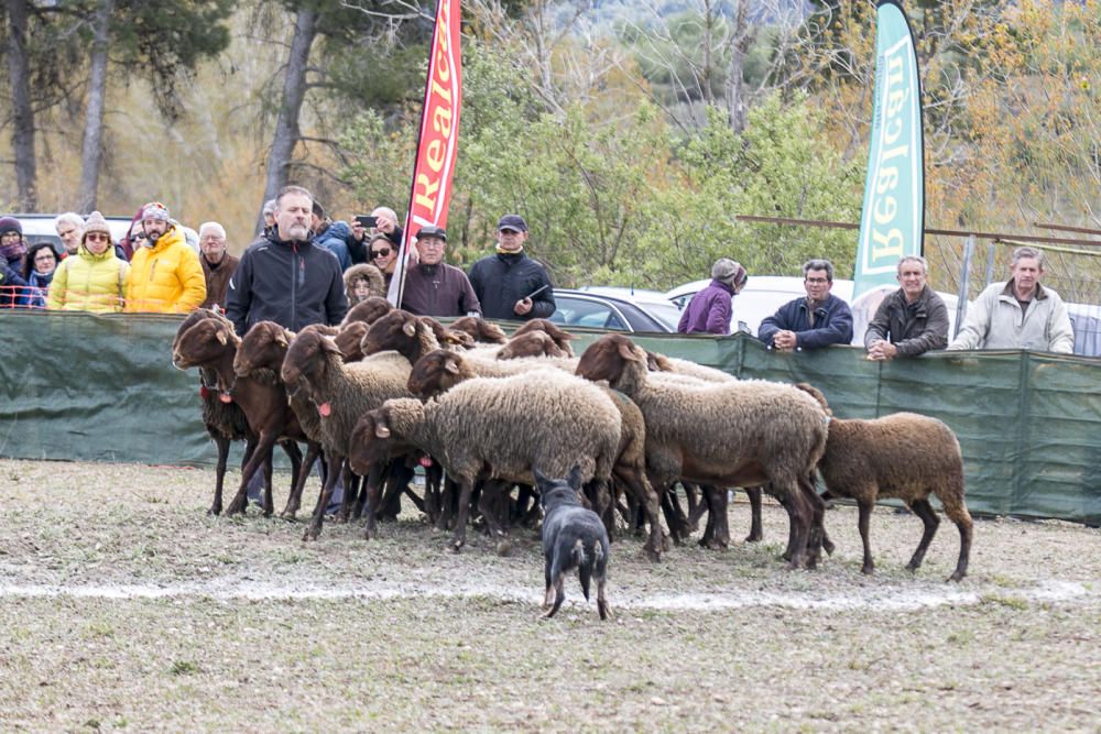 «Concurs de Gossos de Ramat» de Agres.