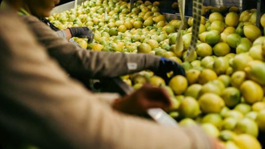 Limonar de Santomera aumenta su producción un 55% en la campaña 2023-24