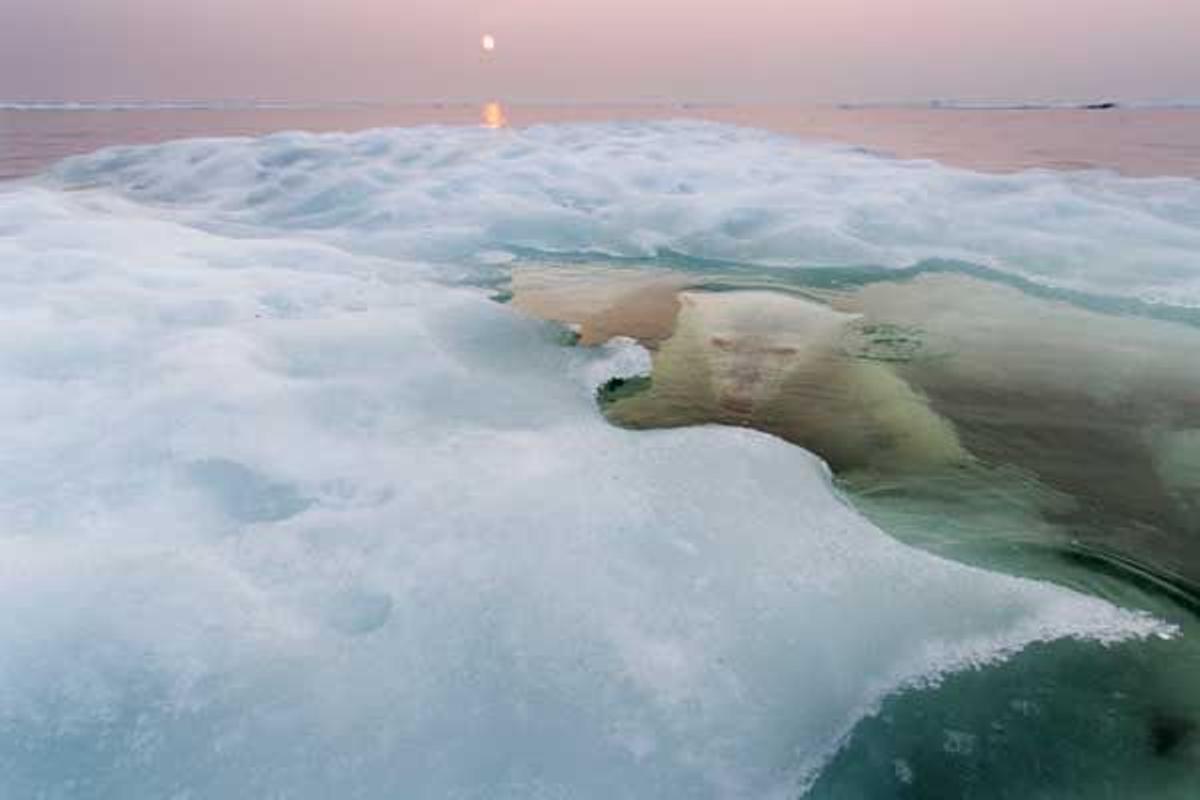 Oso polar sumergido en el hielo en la provincia canadiense de Manitoba.