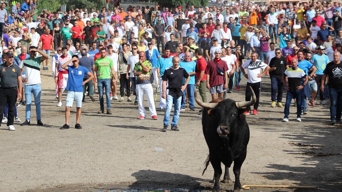 El Toro de la Vega de este año, Mirabajo' de 550 kilos y perteneciente a la ganadería salmantina de Don Pío Tabernero de Vilvís salió puntual a las 11 de la mañana con el ya tradicional toque del reloj y el disparo de bombas y cohetes
