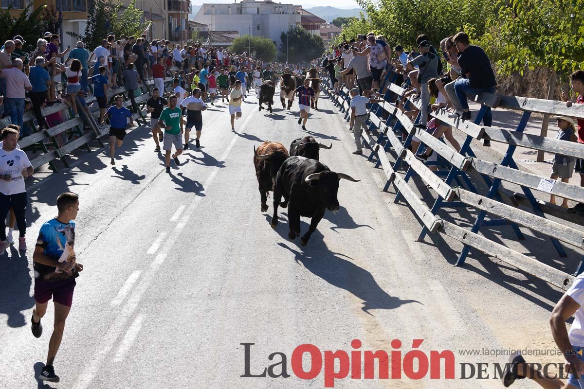 Cuarto encierro Feria del Arroz de Calasparra