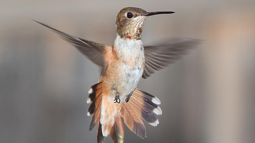 La brujería amenaza la supervivencia del colibrí, el ave más simbólica de México