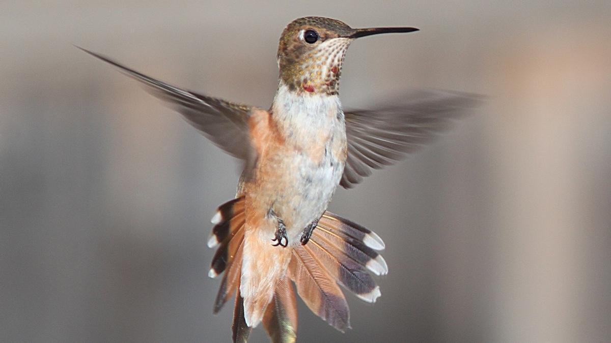 La brujería amenaza el colibrí, el ave más emblemática de México