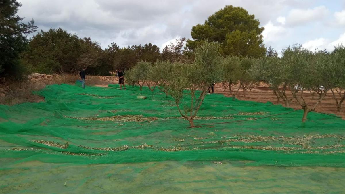 Recogida de olivas en una finca de Formentera. | CIF