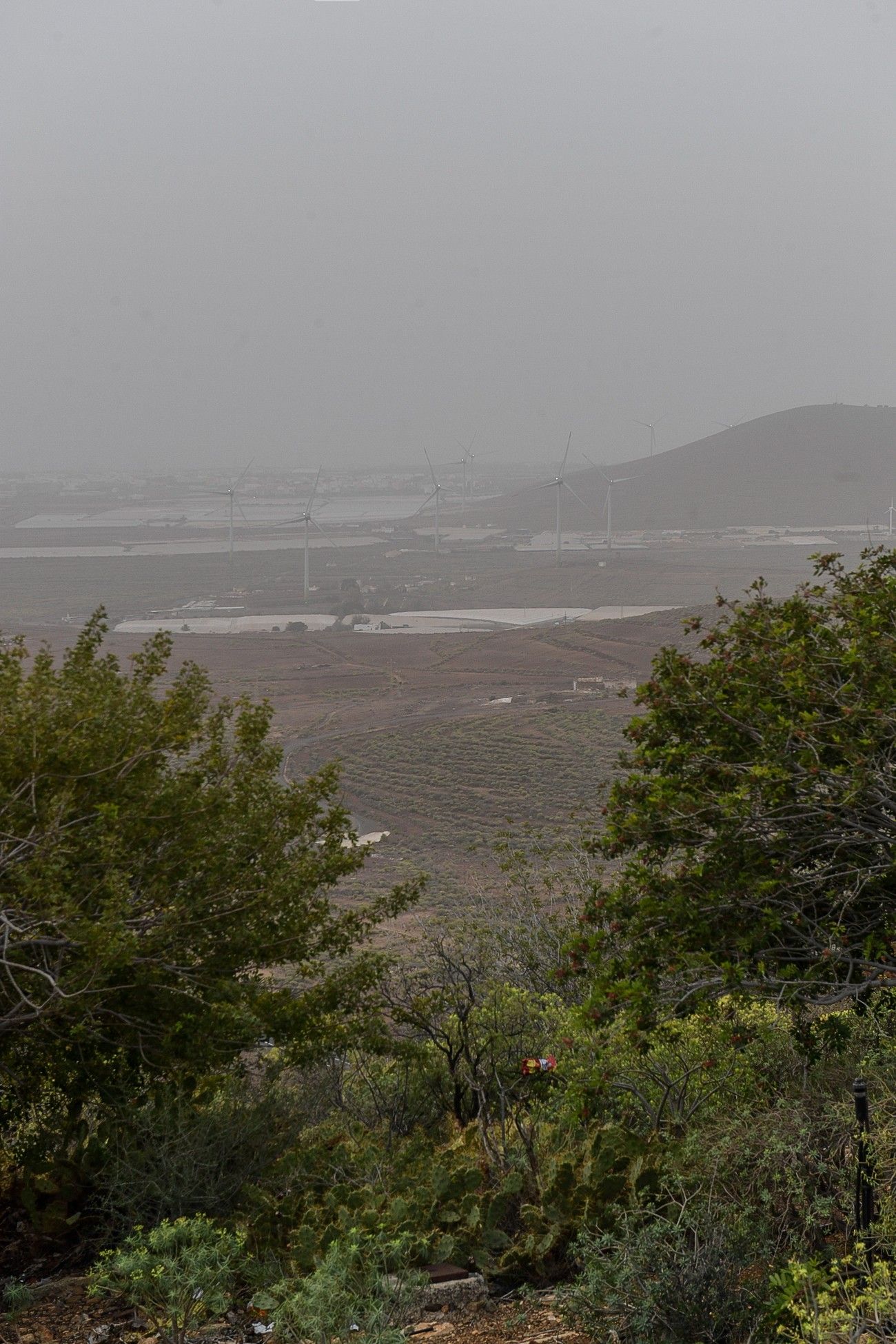 Calima en Las Palmas de Gran Canaria (17/03/2022)