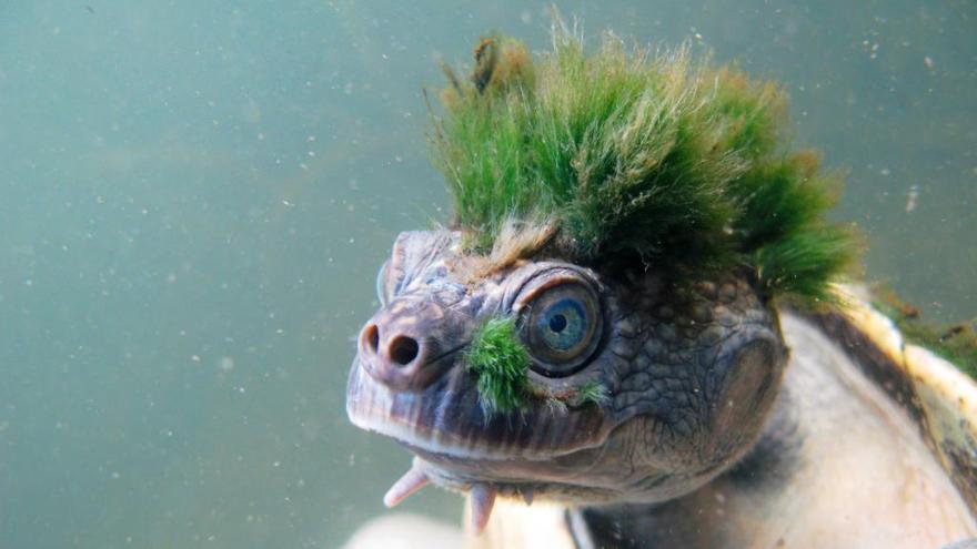 La tortuga punk