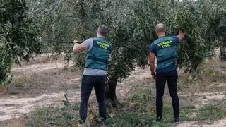 La Guardia Civil de Alicante vigila los olivares para frenar los robos de aceitunas tras dispararse el precio del aceite