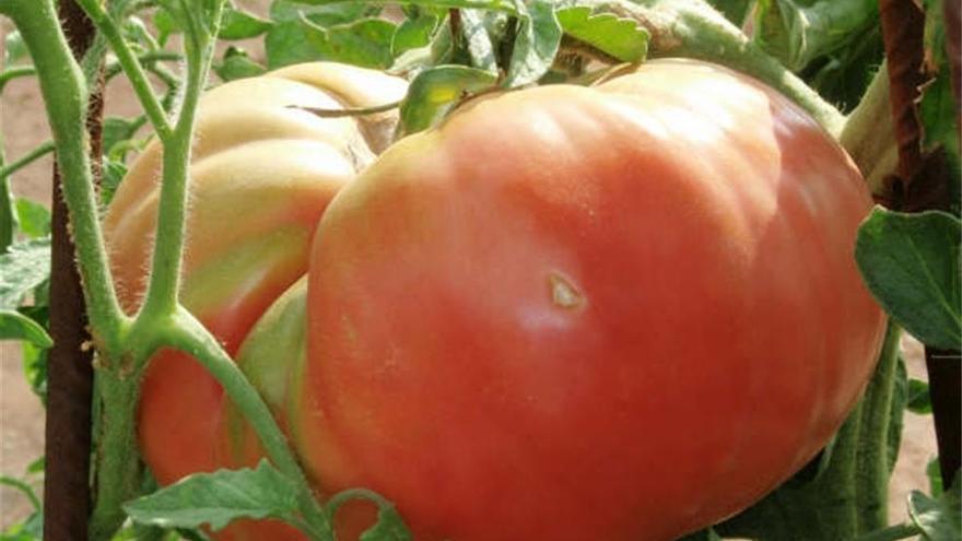 Extremadura exporta el 80 por ciento de la producción de tomate