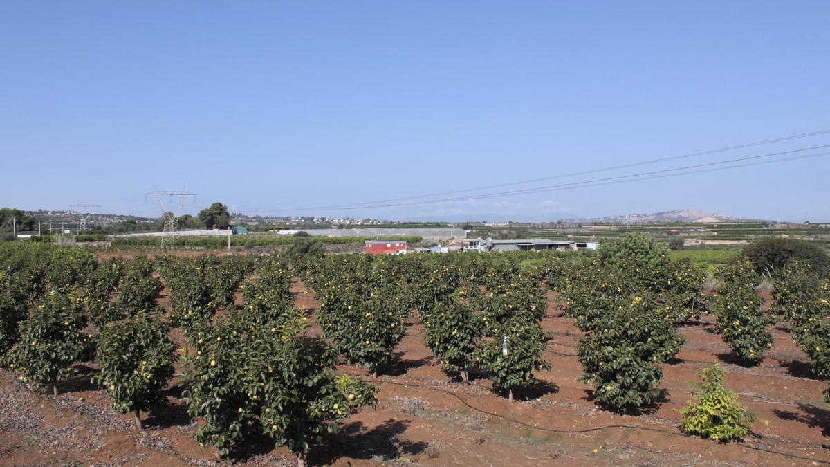 Campos de cultivo en el término municipal de Picassent.