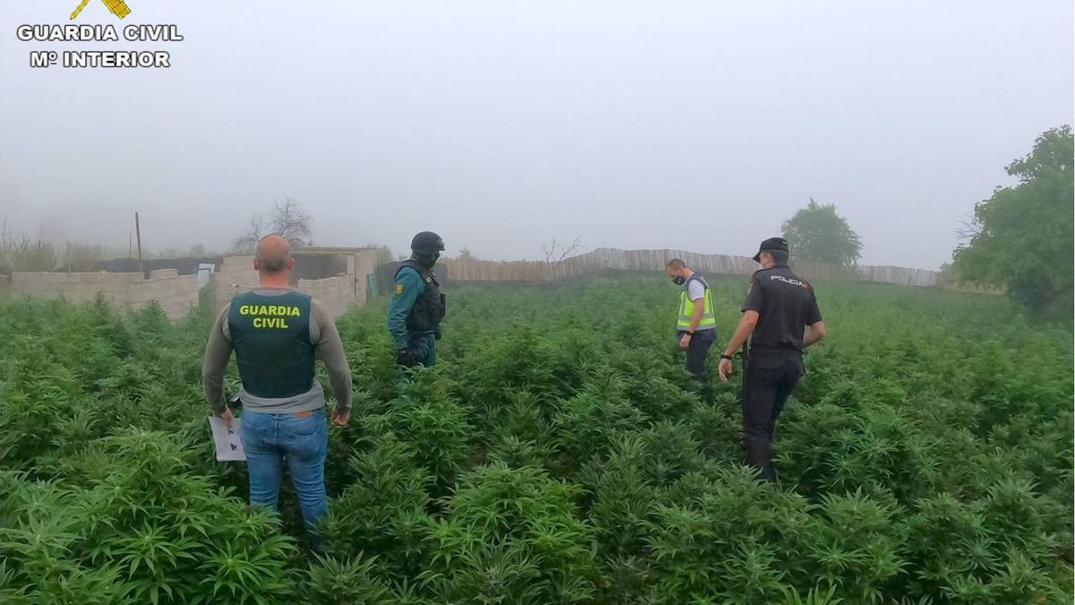 Una de las plantaciones de marihuana desmanteladas.