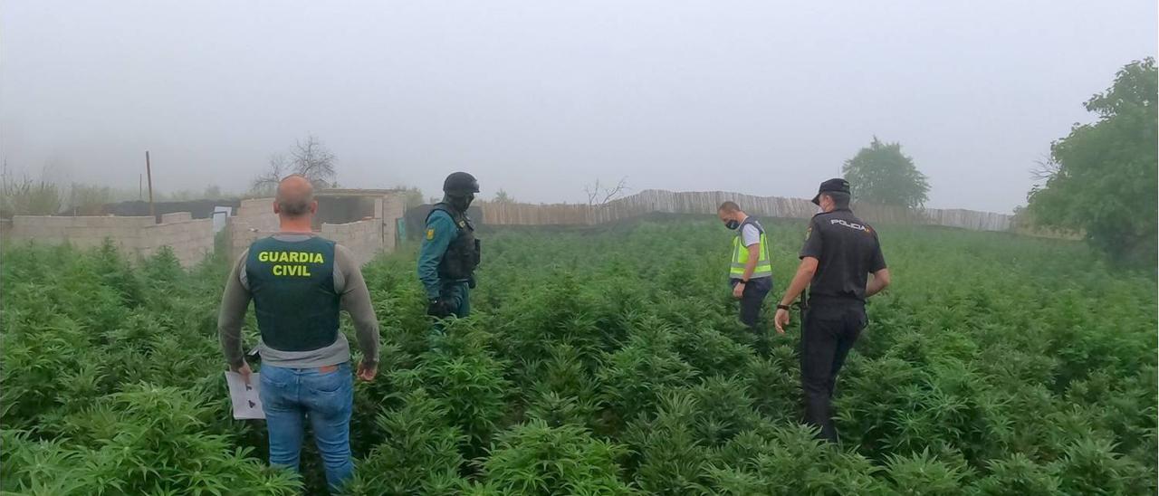 25 detenidos con casi 15.000 plantas de marihuana en Alcoy, Benifallim y Cocentaina