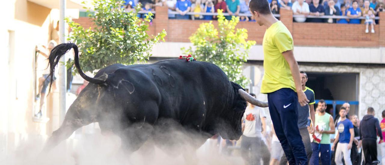 Defensa de Bous al Carrer recoge firmas para evitar el control de los veterinarios