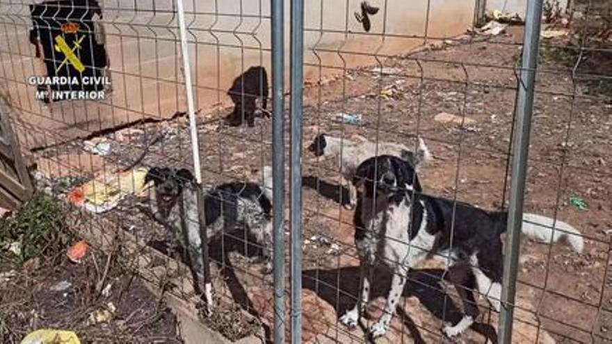Deutscher auf Mallorca wegen Misshandlung seiner Hunde festgenommen
