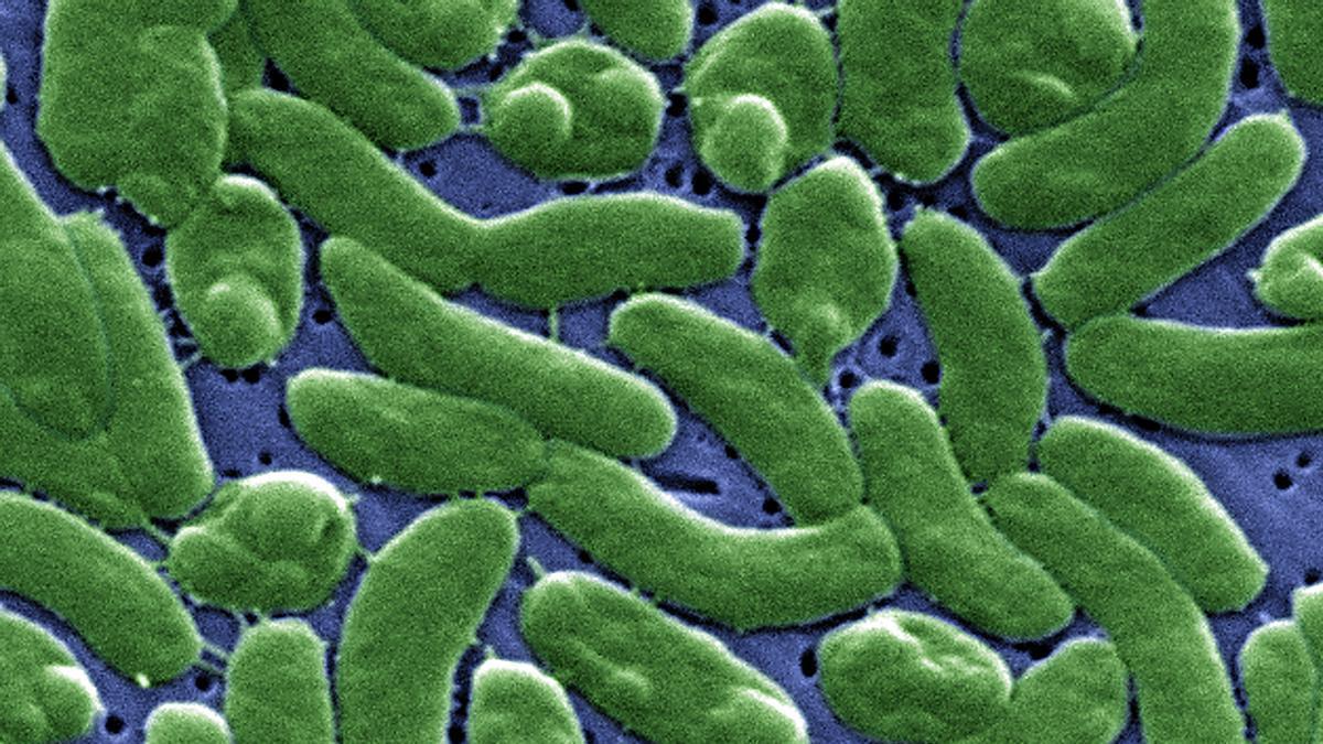 Bacterias «Vibrio vulnificus», vistas al microscopio electrónico.