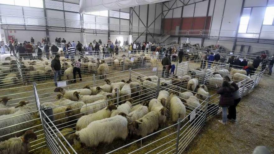 Concurrida feria de la oveja carranzana en Pola de Laviana