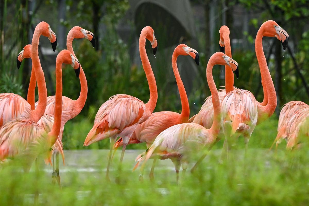 Singapur estrena el parque Paraíso de los pájaros