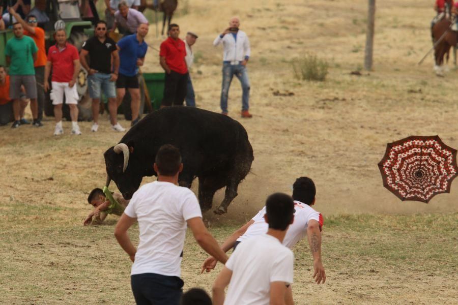 Segundo encierro taurino en Guarrate