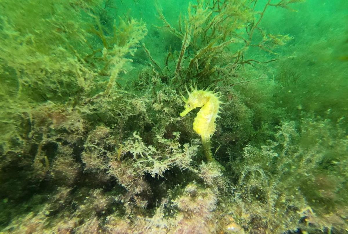 Un ejemplar de caballito de mar