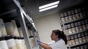 Un macroestudi busca nous gens de l’Alzheimer en 4.000 cervells