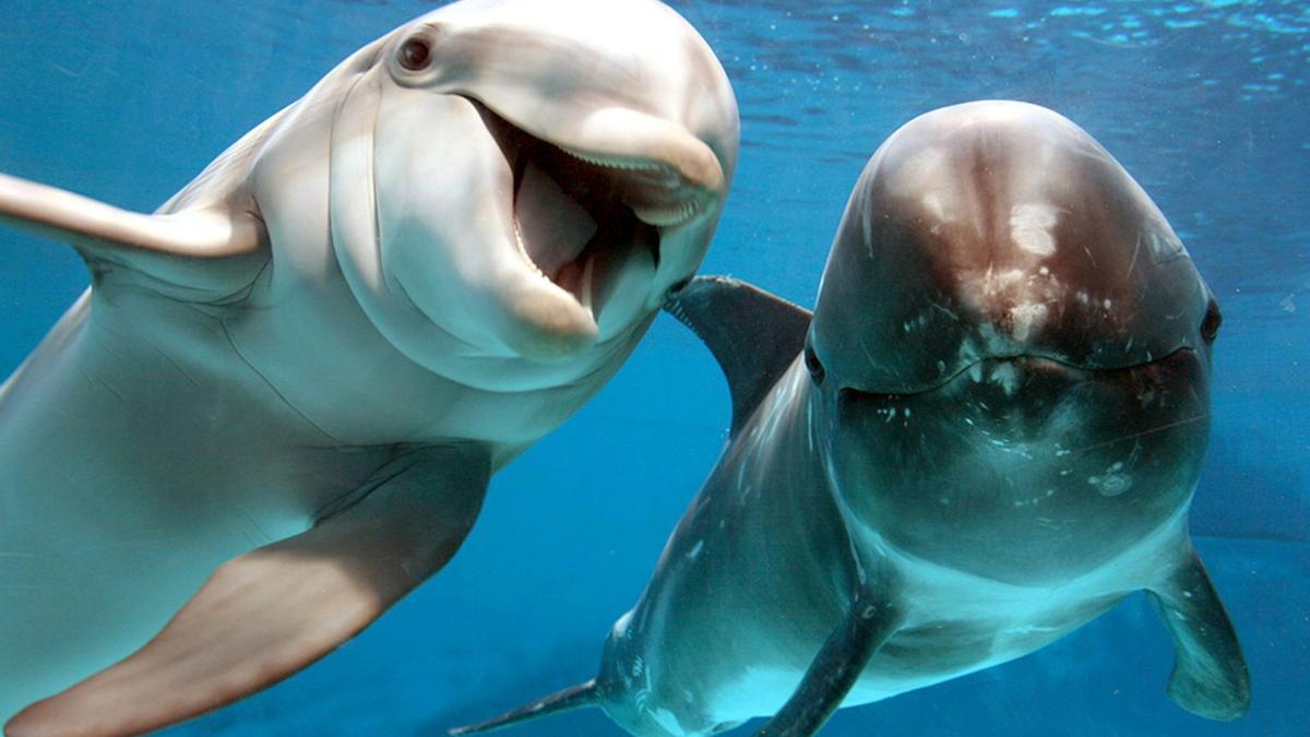 Delfines tucuxi.