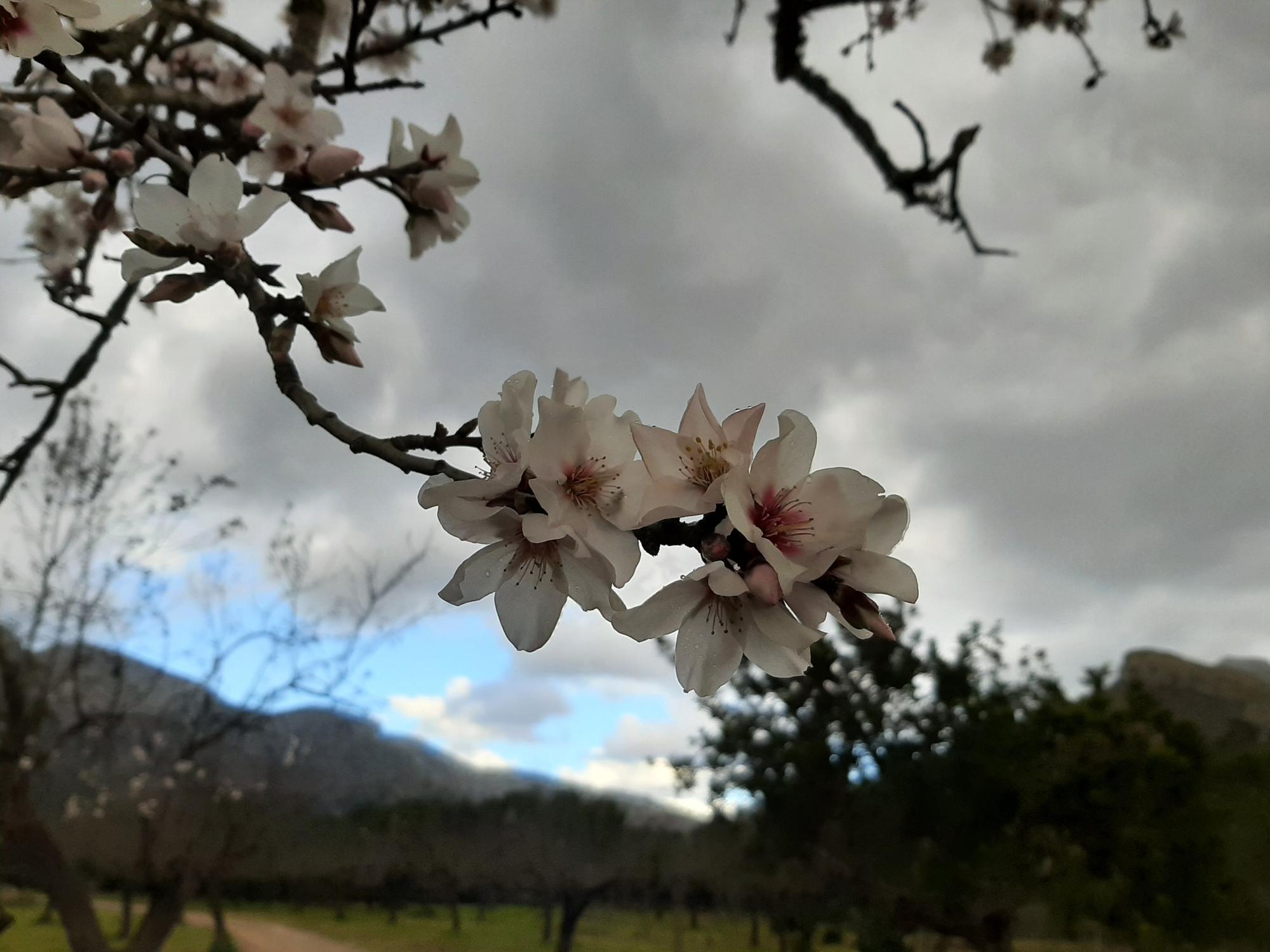 Trotz Schnee und Winterwetter: Auf Mallorca ist die Mandelblüte wieder da
