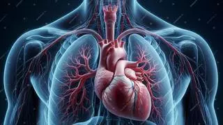 Curiosidades, mitos y consejos sobre el corazón: el motor que nunca descansa