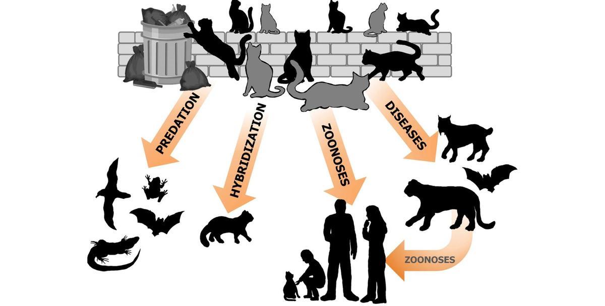 Representación esquemática de los impactos conocidos de las colonias de gatos callejeros en la biodiversidad y los humanos.
