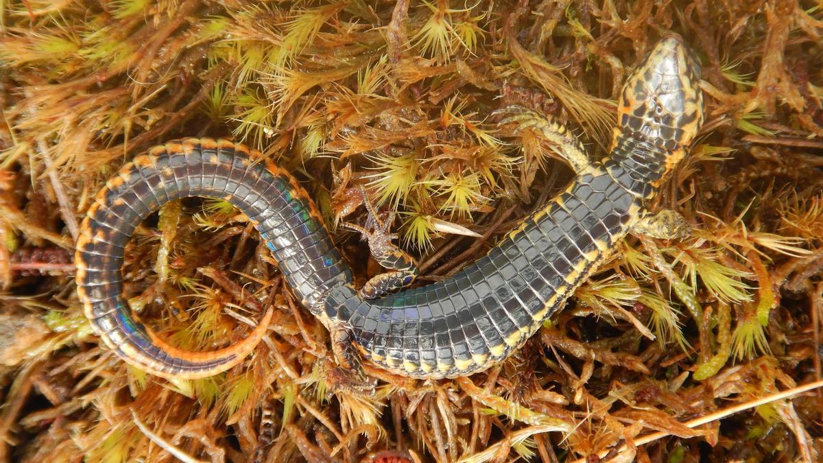 Nueva especie de lagartija es descubierta en Cuzco