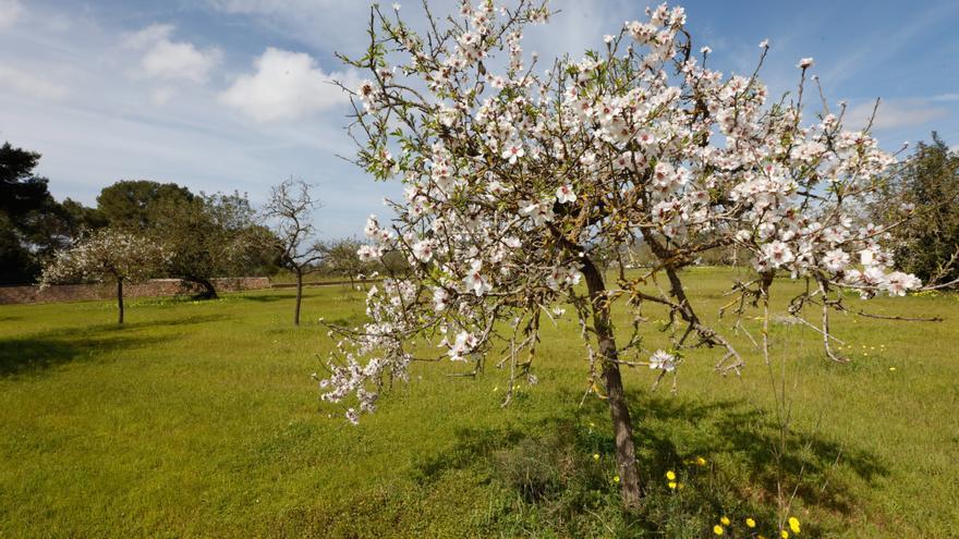 El almendro de Ibiza aún no «canvia flor per fulla»