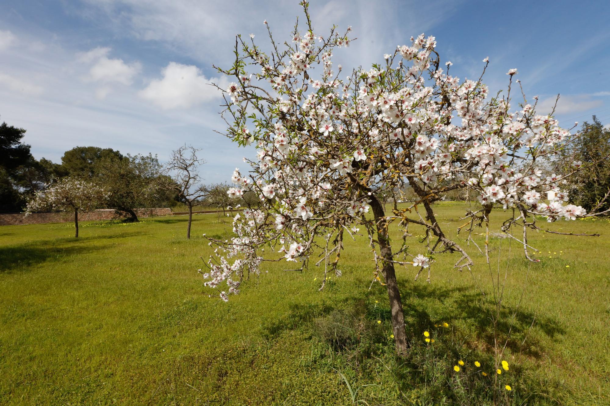 Almendros en flor cerca de Benimussa