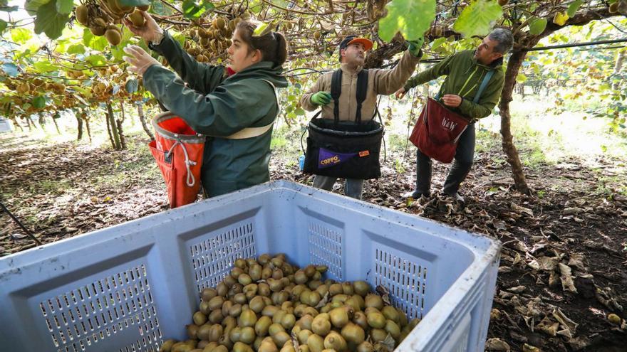 Recolección de fruta para Kiwi Atlántico. | FdV
