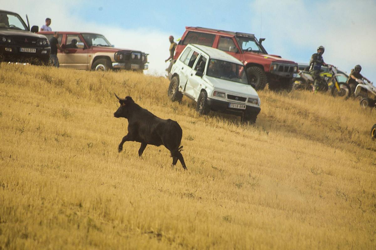 Zamora. Encierro campero en Jambrina Zamora. Encierro campero en Jambrina