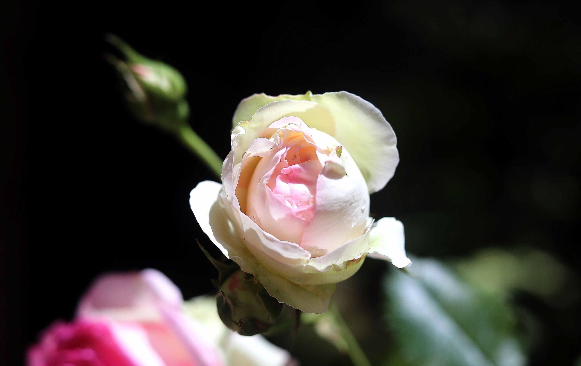 Las flores del Jardín Botánico en primavera