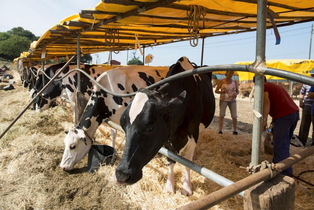 Feria de ganado en Santullano