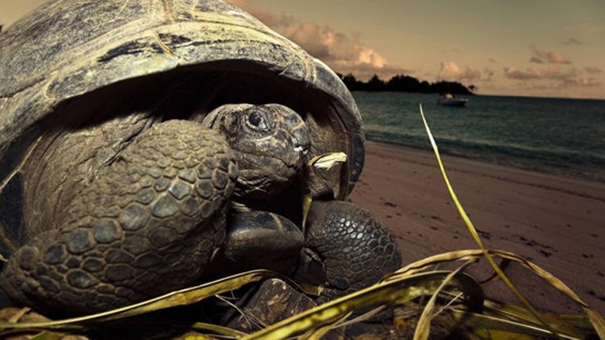 Denis Island, la isla más exclusiva de las Seychelles