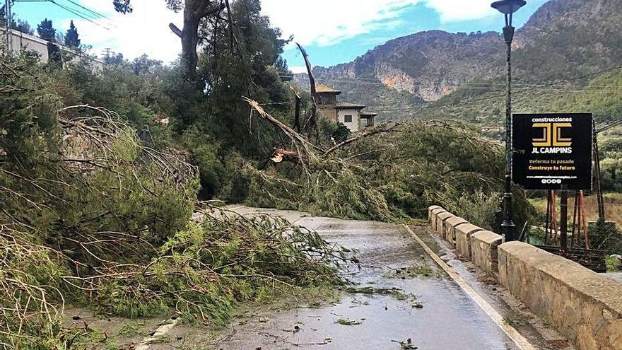 Dos pinos cayeron en la carretera de entrada a Bunyola, que tuvo que cortarse varias horas.