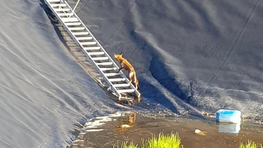 El zorro atrapado en la balsa de riego de Aspe, subiendo por la escalera instalada por los bomberos de Crevillent