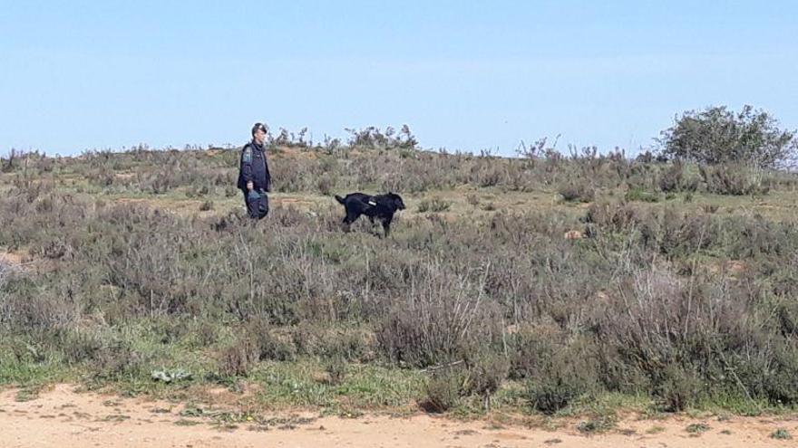 La unidad canina de la Guardia Civil rastrea la zona