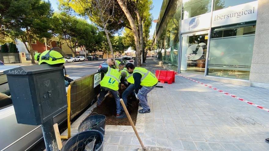 València plantará 1.300 árboles en 13 distritos durante otoño e invierno
